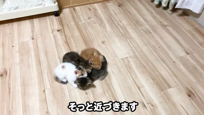 一緒に眠る4匹の子猫