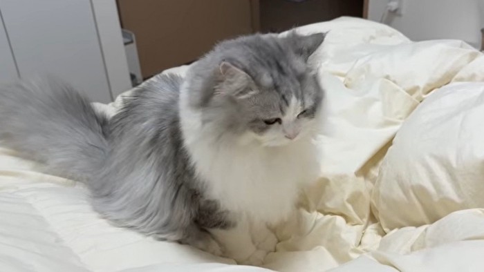 布団の上でアピールする猫