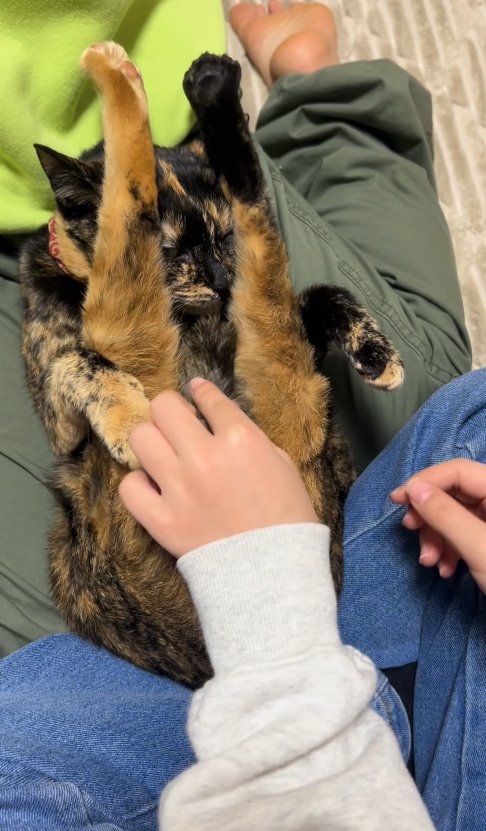 尻尾を足の間に入れられている二つ折りになった猫