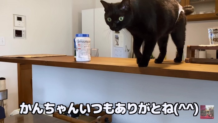 カウンターの上の黒猫