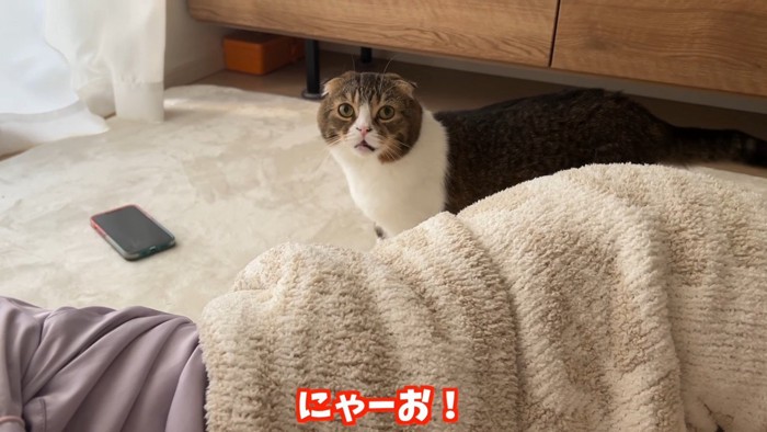 にゃーお！