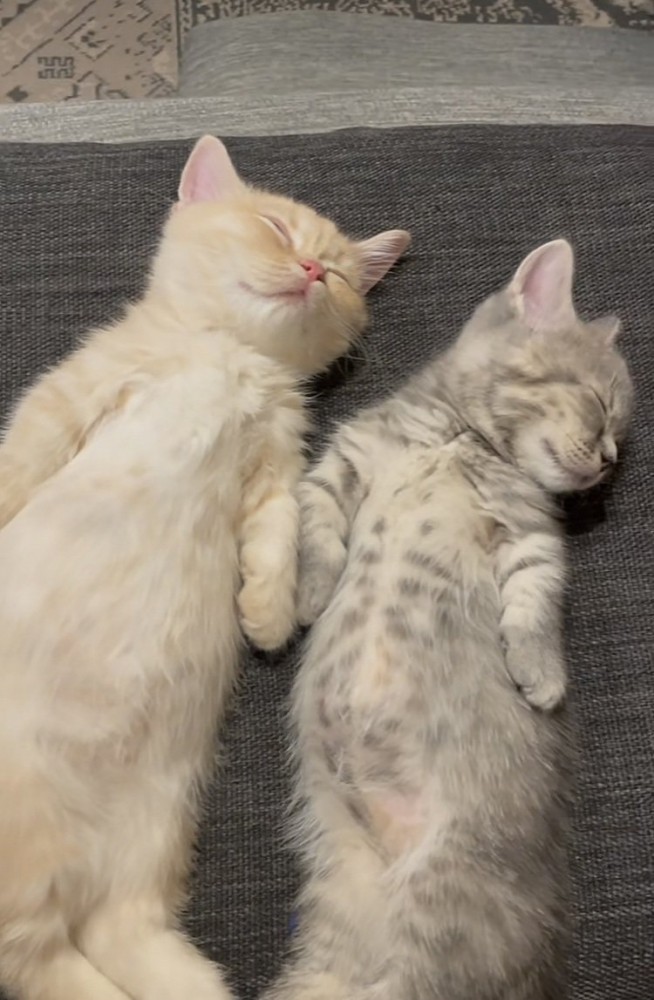 ソファで眠る2匹のマンチカン