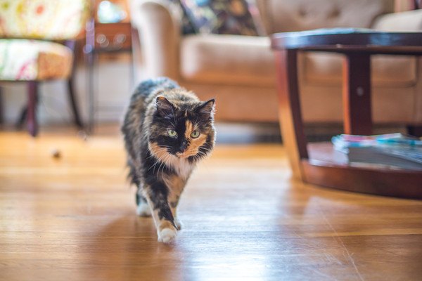 室内を歩く猫