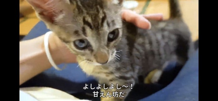 撫でられる猫