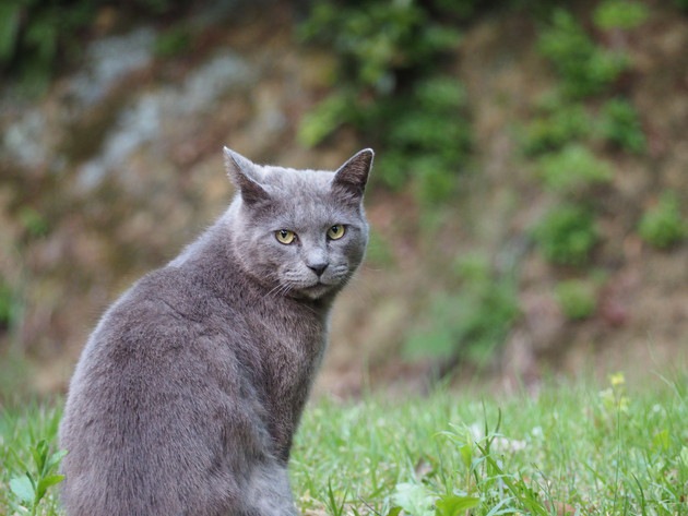 野良猫