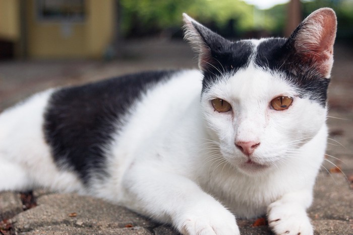 頭の模様が特徴的な猫