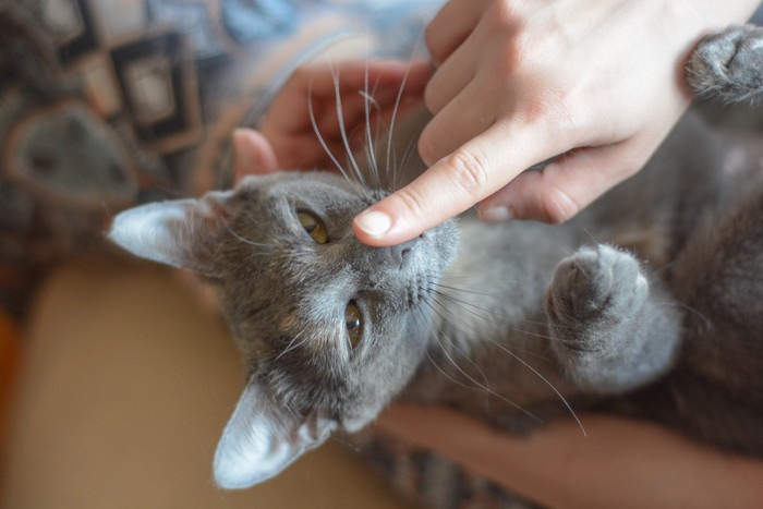 グレーの猫と鼻を触る人の手