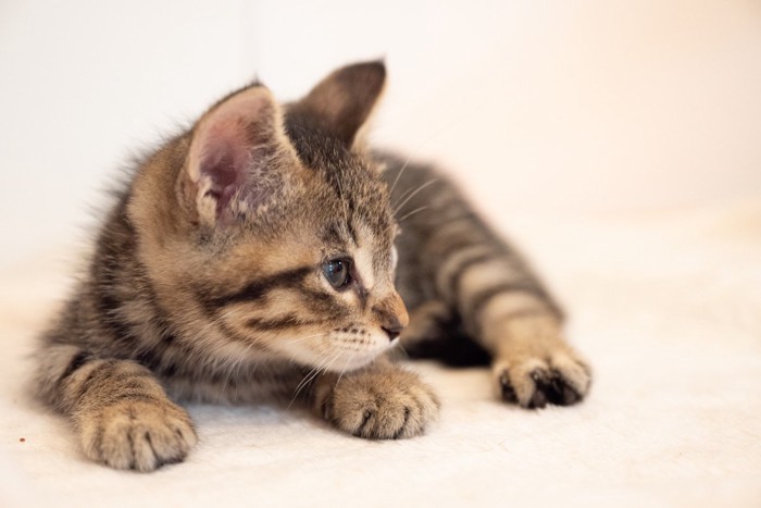 何かを見つめる子猫の横顔