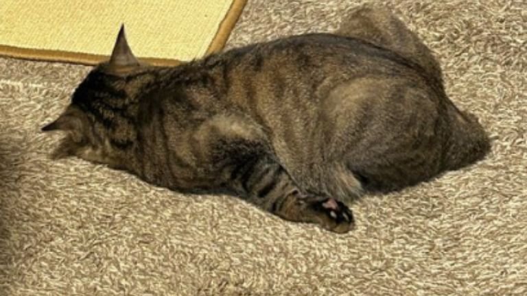 寝ている猫
