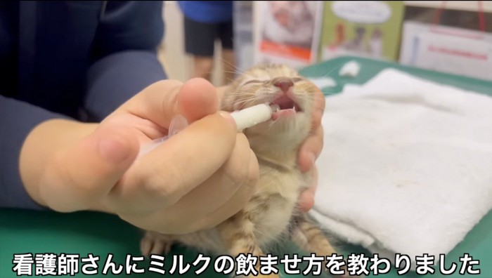 獣医にミルクを飲まされる茶色の子猫