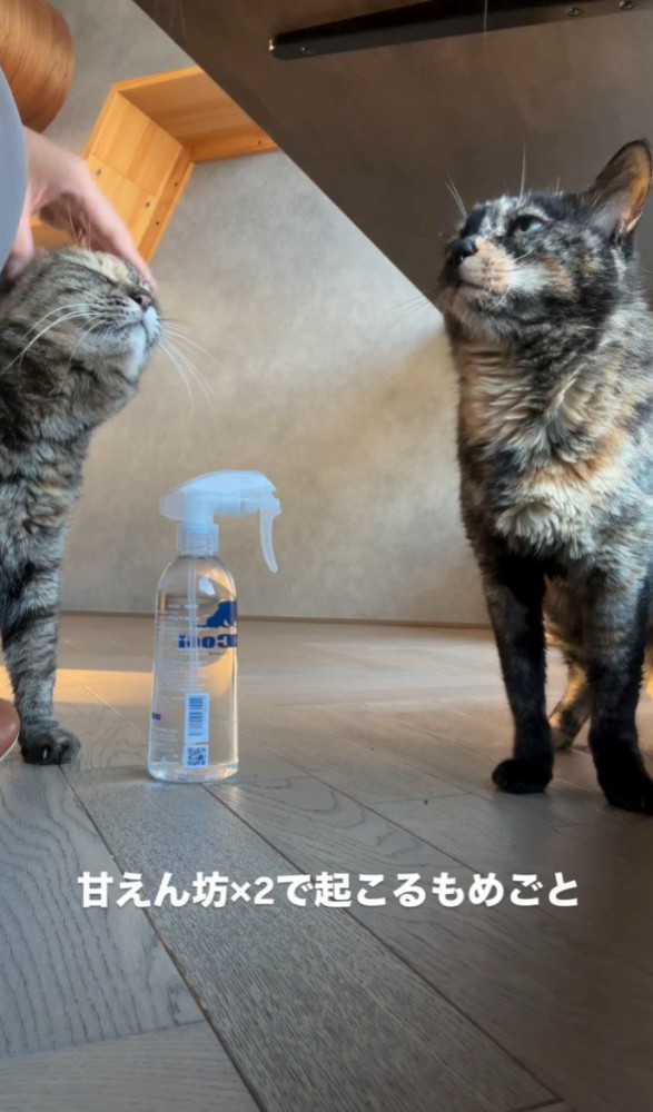 撫でられる猫と待っている猫2