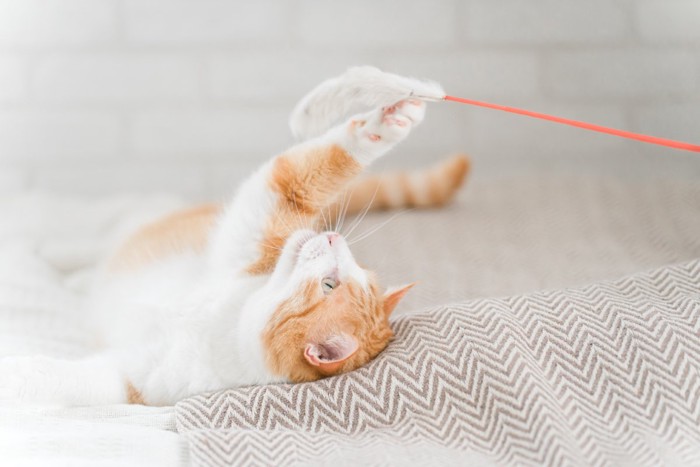 猫じゃらしを使って遊ぶ