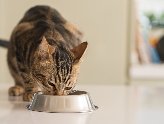 銀の器で食事中のキジトラ