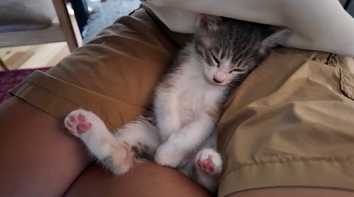 子供の足の間で寝る子猫