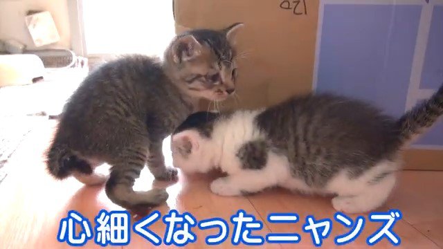 2匹の子猫