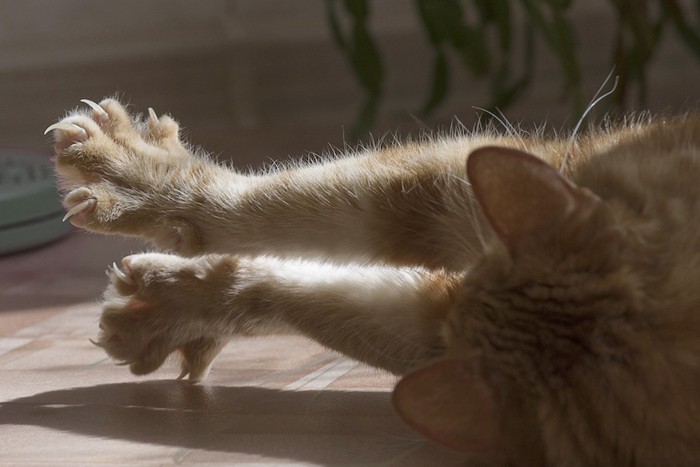 長い爪を出す猫の手