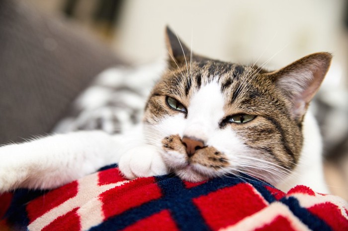 飼い主の膝の上で不機嫌なふて寝をする猫