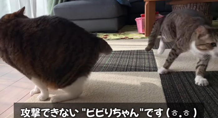 逃げる猫