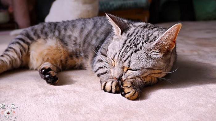 寝ている縞模様の猫