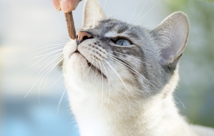 おやつを食べる猫