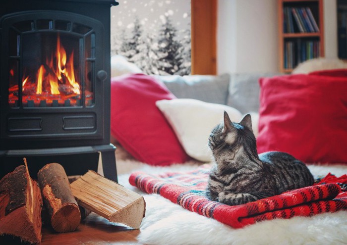 外が気になる猫