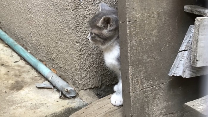 残された子猫