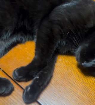 テーブルの上で脚を伸ばす黒猫