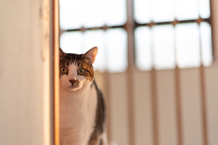 物陰から見つめる猫