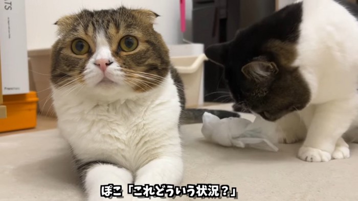 前を見る折れ耳猫