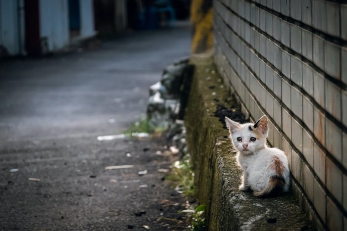 野良子猫