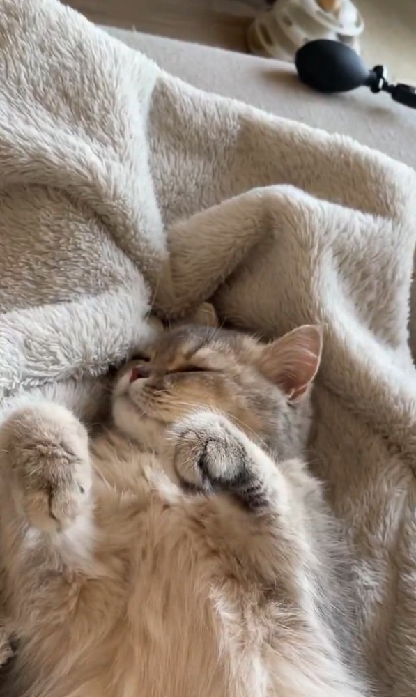 熟睡する猫