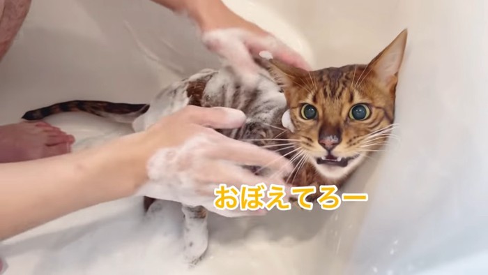 泡がついた猫