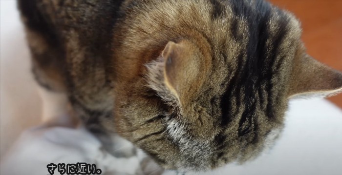 猫の後頭部のアップ