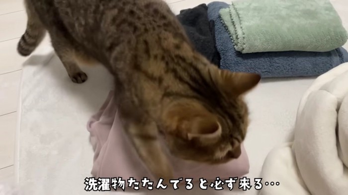 洗濯物の上に乗っかるみにらくん