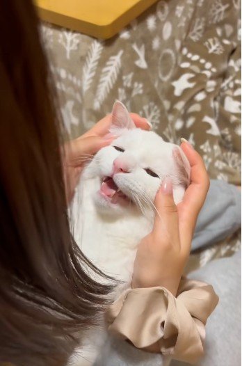 人に抱かれている猫