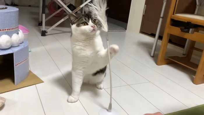 猫じゃらしを見つめる猫