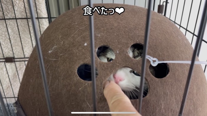 指を舐める猫