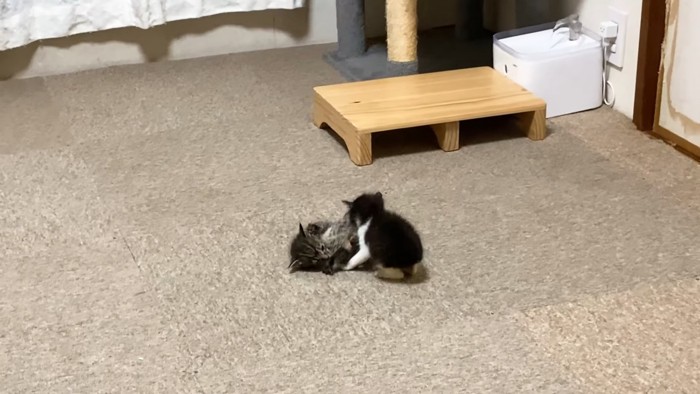 横になる子猫とじゃれる子猫