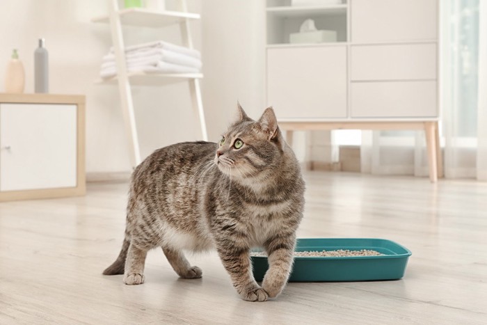 何度もトイレに通っている猫