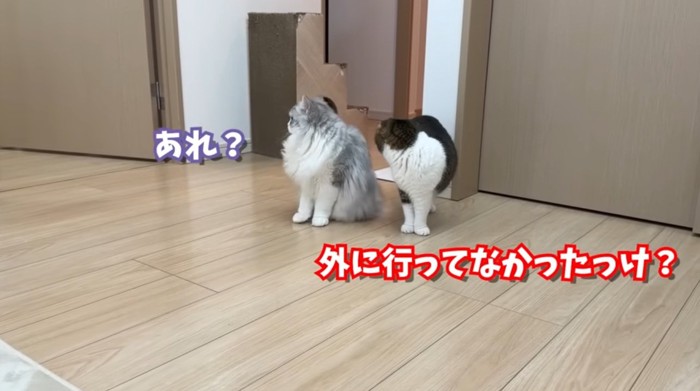 後ろを振り返る二匹の猫