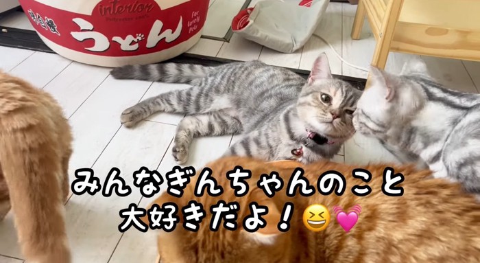 毛繕いする猫