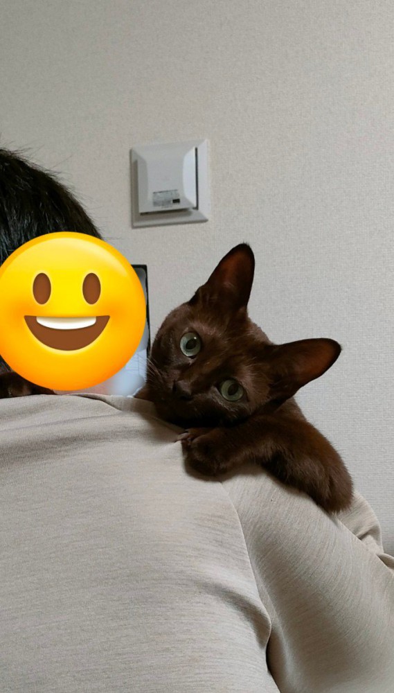 人間の肩に乗る猫