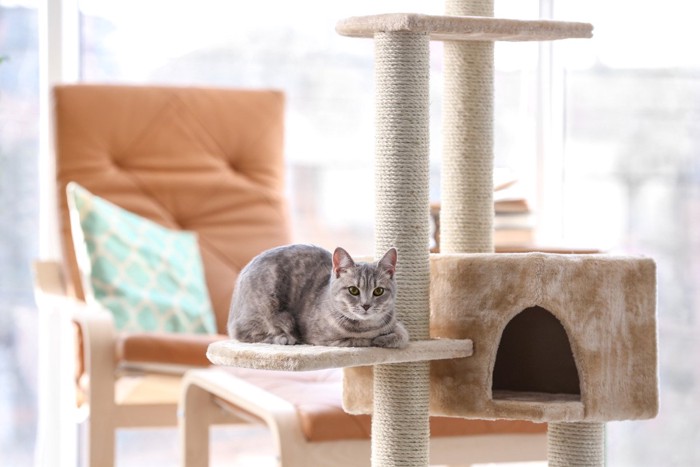 猫がいる整った部屋