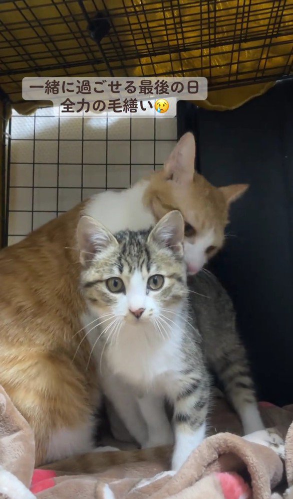 子猫を毛づくろいするこたろうくん