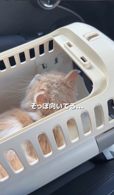 キャリーケースの中の猫