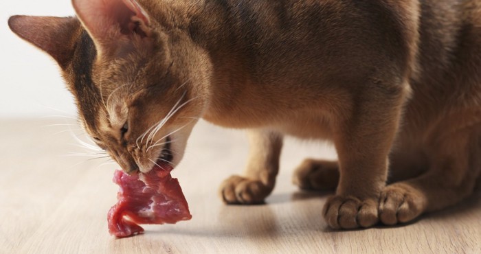 肉を食べる猫