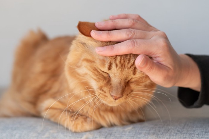 猫をなでる手