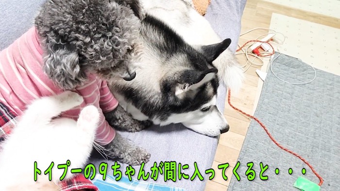 並んで座る2匹の犬