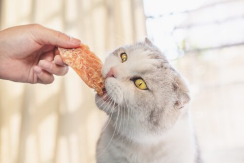 イカを食べる猫