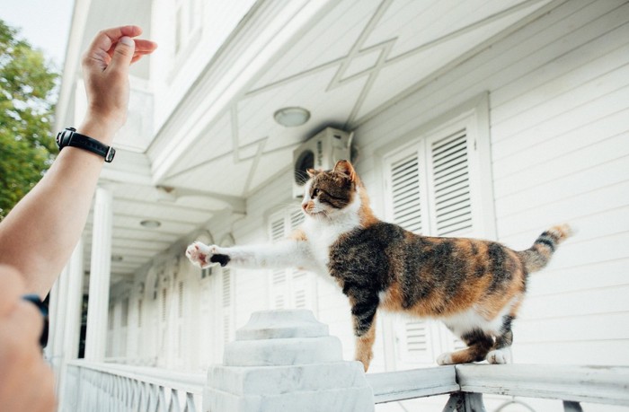 叩かれそうな猫